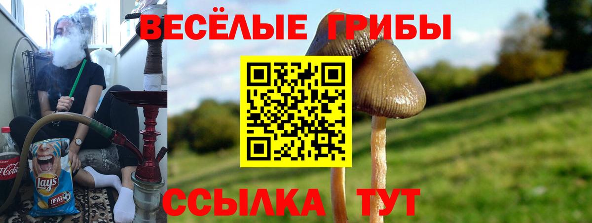 Новочебоксарск  Псилоцибиновые грибы Psilocybe  Вход с VPN 